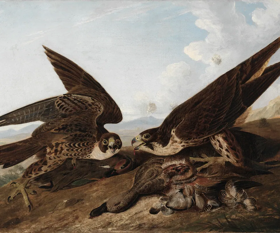 Detail of Peregrine Falcons (Duck Hawks) by John James Audubon. Two peregrine falcons stand with a captured duck against a rocky landscape.